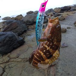 ダツ～！　に始まりヤズ・ネリゴ。